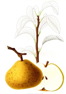 French pear varieties