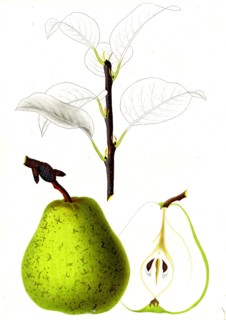 French pear variety