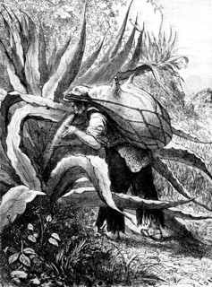 Cactus agave harvest, mexico. after 8 or 10 years, the agave is rich in alcohol and ready to harvest mainly in the dry season before rainy days. 1874