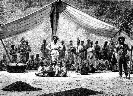 Coffee gatherers, brazil
