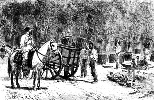 Coffee harvest brazil