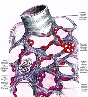 Venous blood in arterial blood transformation in the lungs cell. above: end of a bronchial branching. book by dr jules rengade ' life and health' paris, 1881