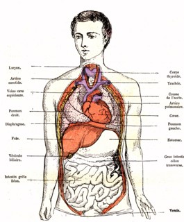 Normal disposition of the viscera in the human body, ' life and health' by dr jules rengade. paris 1881