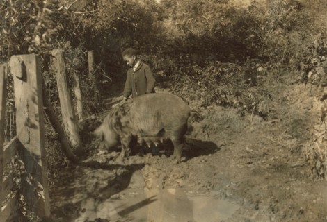 Boy & His pig