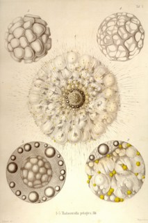 Thalassicolla Pelagica