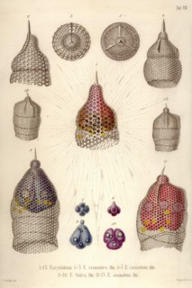 Eucyrtidium, E. Cranoides, E. Carinatum, E. Galea, E. Anomalum