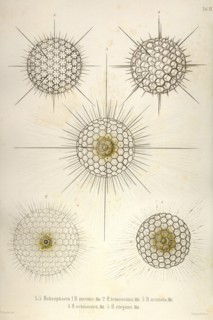 Heliosphaera
