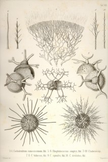 Coelodendrum Ramosissimum and others