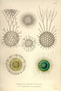 Rhaphidoccus acufer, Cladococcus, C. Viminalis, C. cervicornis