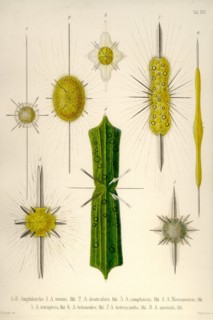 Types of Amphilonche