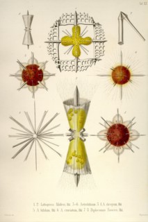 Lithoptera Mulleri, Astrolithium, A. Dicopum, A. bifidum, A. Cruciatum, Diploconus Fasces