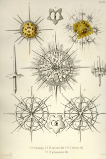 Dorataspis, D. Bipennis, D. Loricata, D. Polyancistra