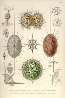 Dorataspis with Haliommatidium and Didymocyrtis Ceratospyris