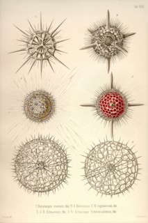 Dorataspis Costata, Haliomma, H.Capillaceum, H. Erinaceus, Actinomma Asteracanthion