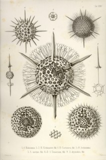 Haliomma, H. Echinaster, H. Castanea, Actinomma, A. Inerme, A. Trinacrium, A. Drymodes