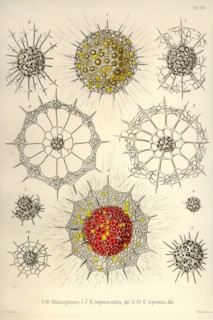 Rhizosphaera, R. Trigonacantha, R. Leptomita