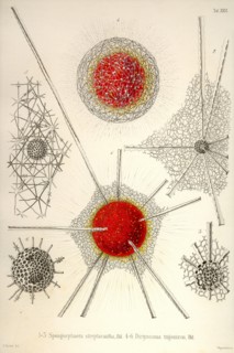 Spongospaera Streptacantha and Dictyosoma Trigonizon