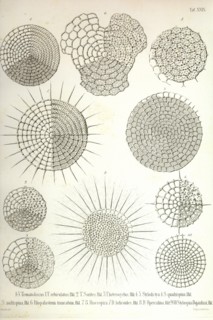Collection of Radiolaria