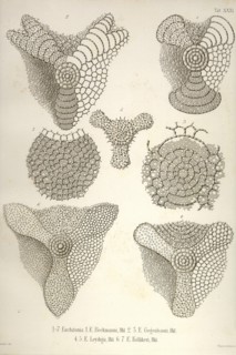 Collection of Euchitonia