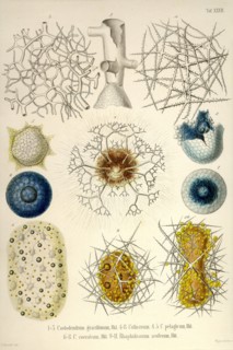 Coelodendrum gracillimum, Collozoum, C. Pelagicum, C. Coeruleum, Rhaphidozoum