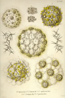 Sphaerozoum, S. Italicum, S. spinulosum, S. Ovodimare, S. punctatum