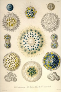 Collosphaera, C. Huxleyi, C. Spinosa