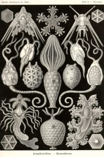 Amphoridea