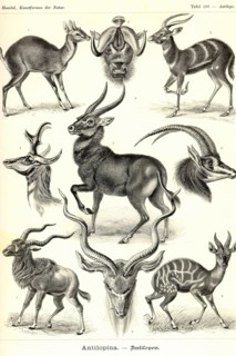 Antilopina