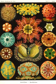 Ascidiae