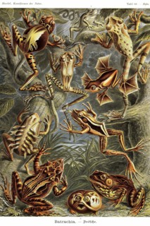 Frogs