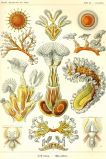 Moss animals