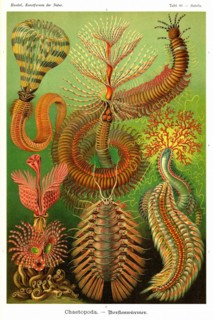 Worms