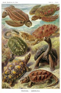 Turtles