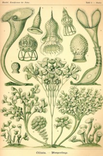 Ciliata