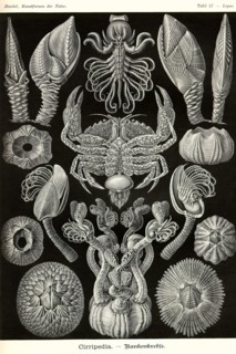 Barnacles