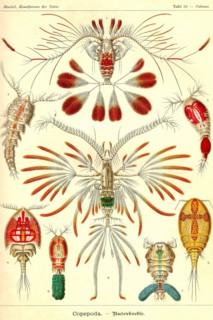 Crustaceans