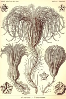 Crinoids