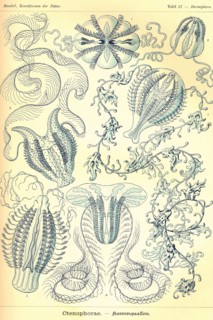 Ctenophorae