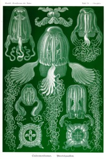 Box Jelly Fish