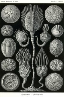 Echnoderms