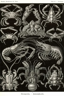Crustaceans