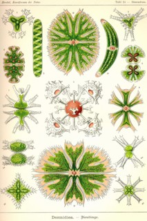 Amoebas