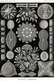 Diatoms