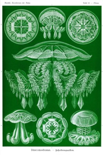 Jelly Fish