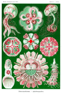 Jelly Fish