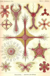 Discoidea