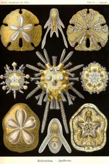 Echinoderms