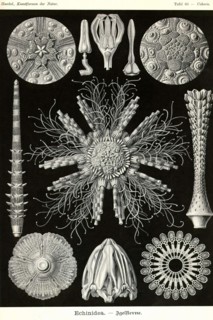 Echinoderms