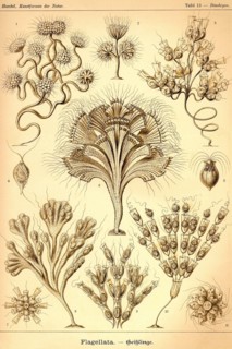 Flagellates