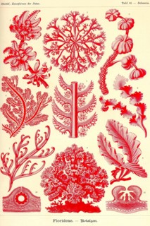 Floridae
